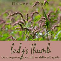 Lady's Thumb Flower Essence