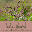 Lady's Thumb Flower Essence