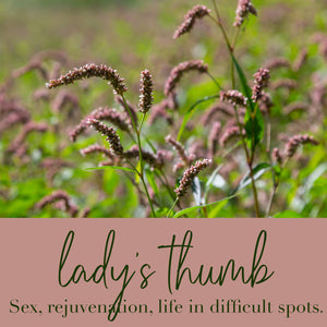 Lady's Thumb Flower Essence