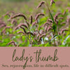 Lady's Thumb Flower Essence