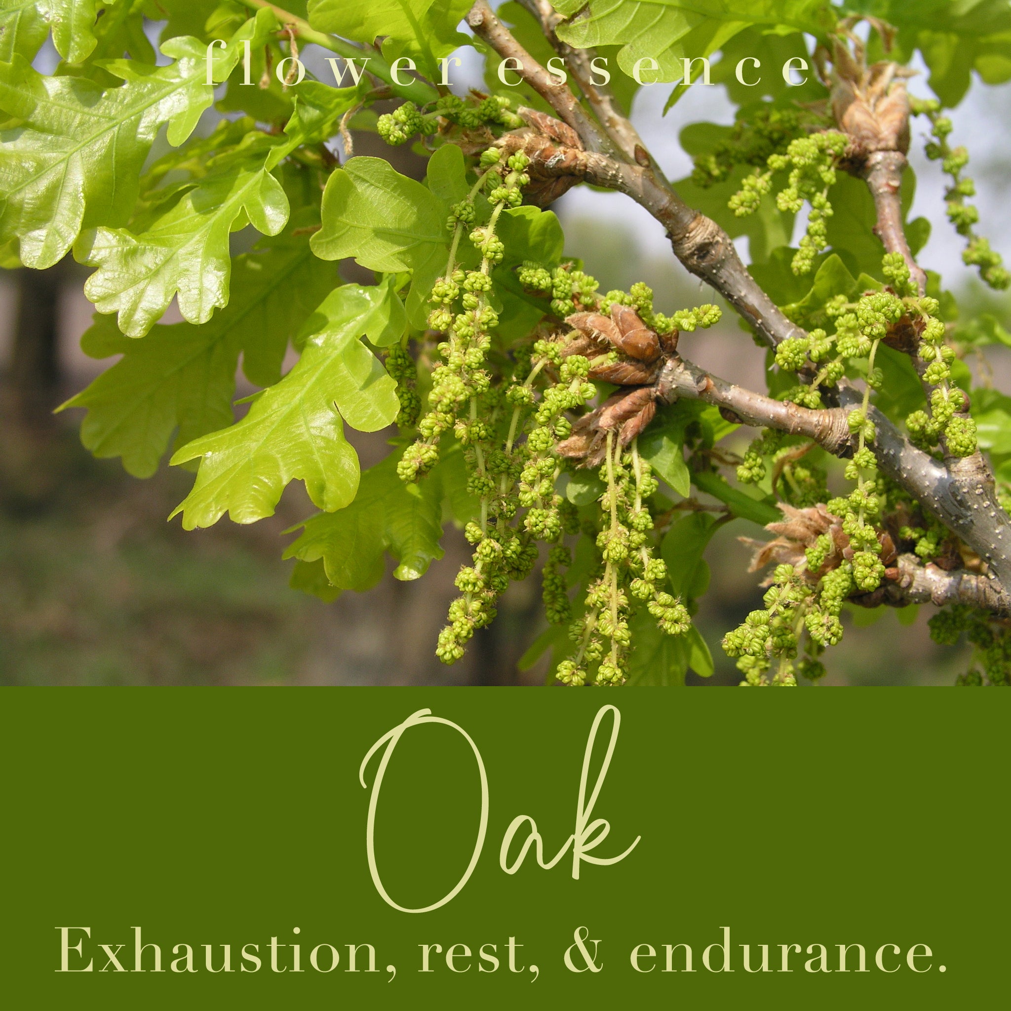Oak Flower Essence