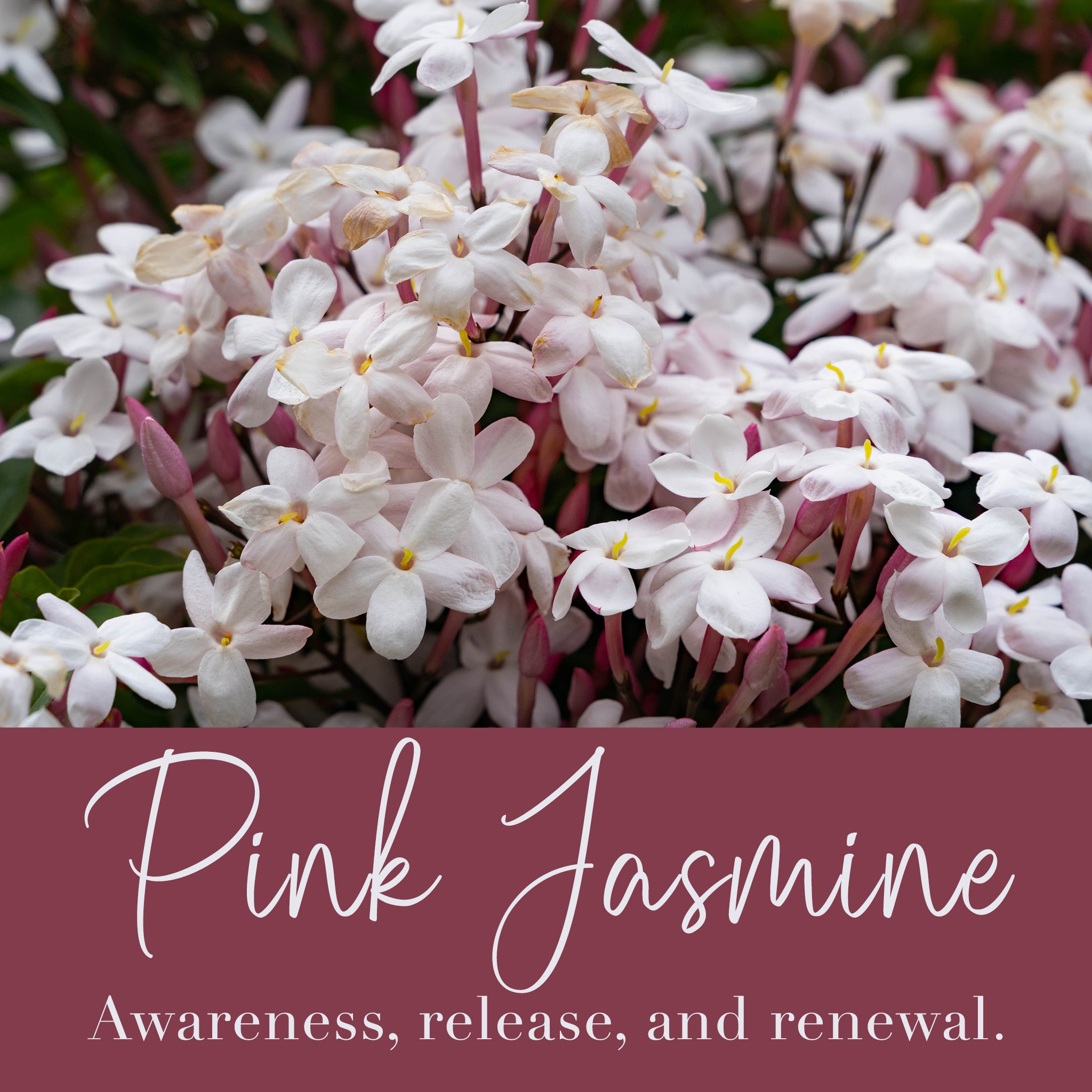 Pink Jasmine Flower Essence