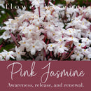 Pink Jasmine Flower Essence