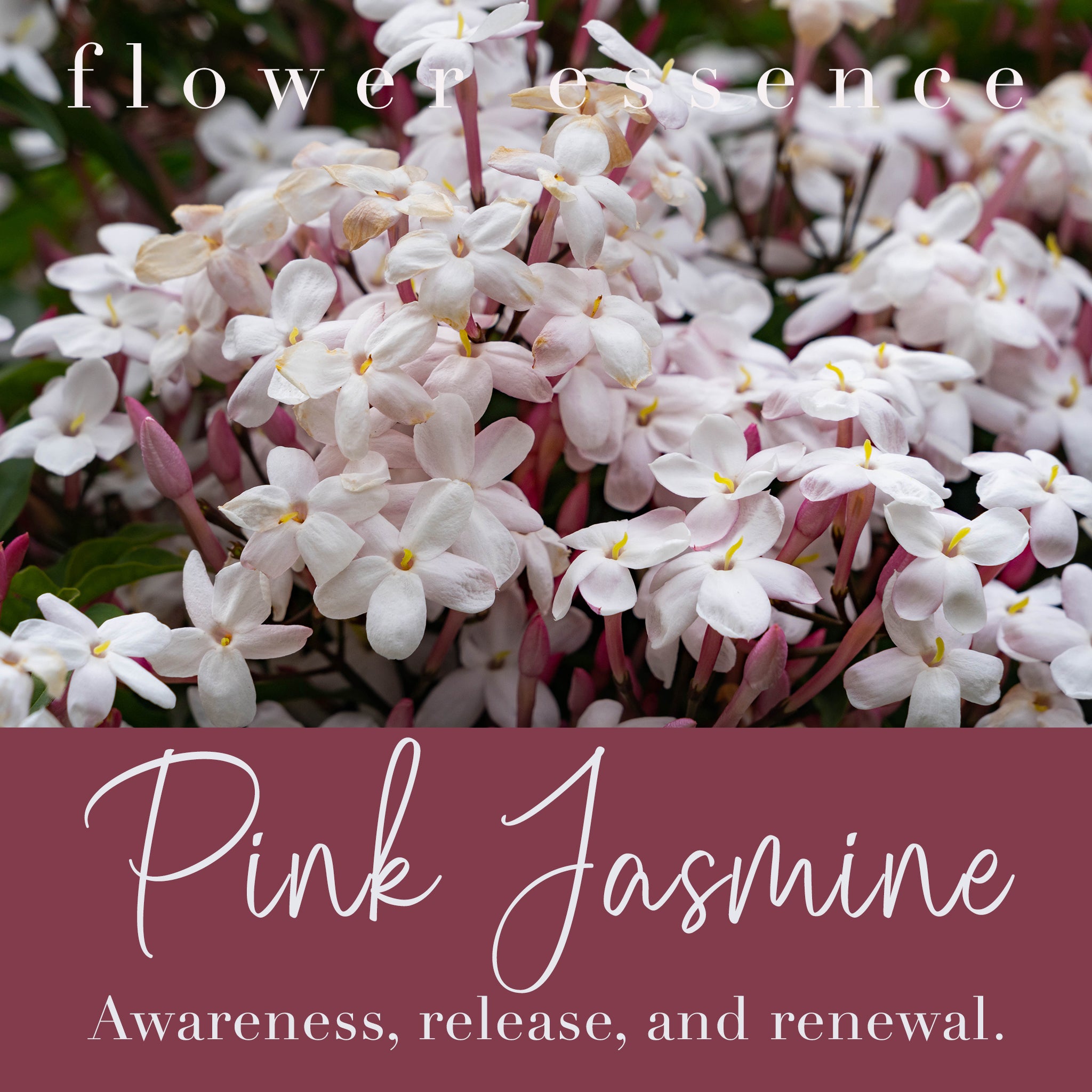 Pink Jasmine Flower Essence