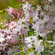 Pink Jasmine Flower Essence