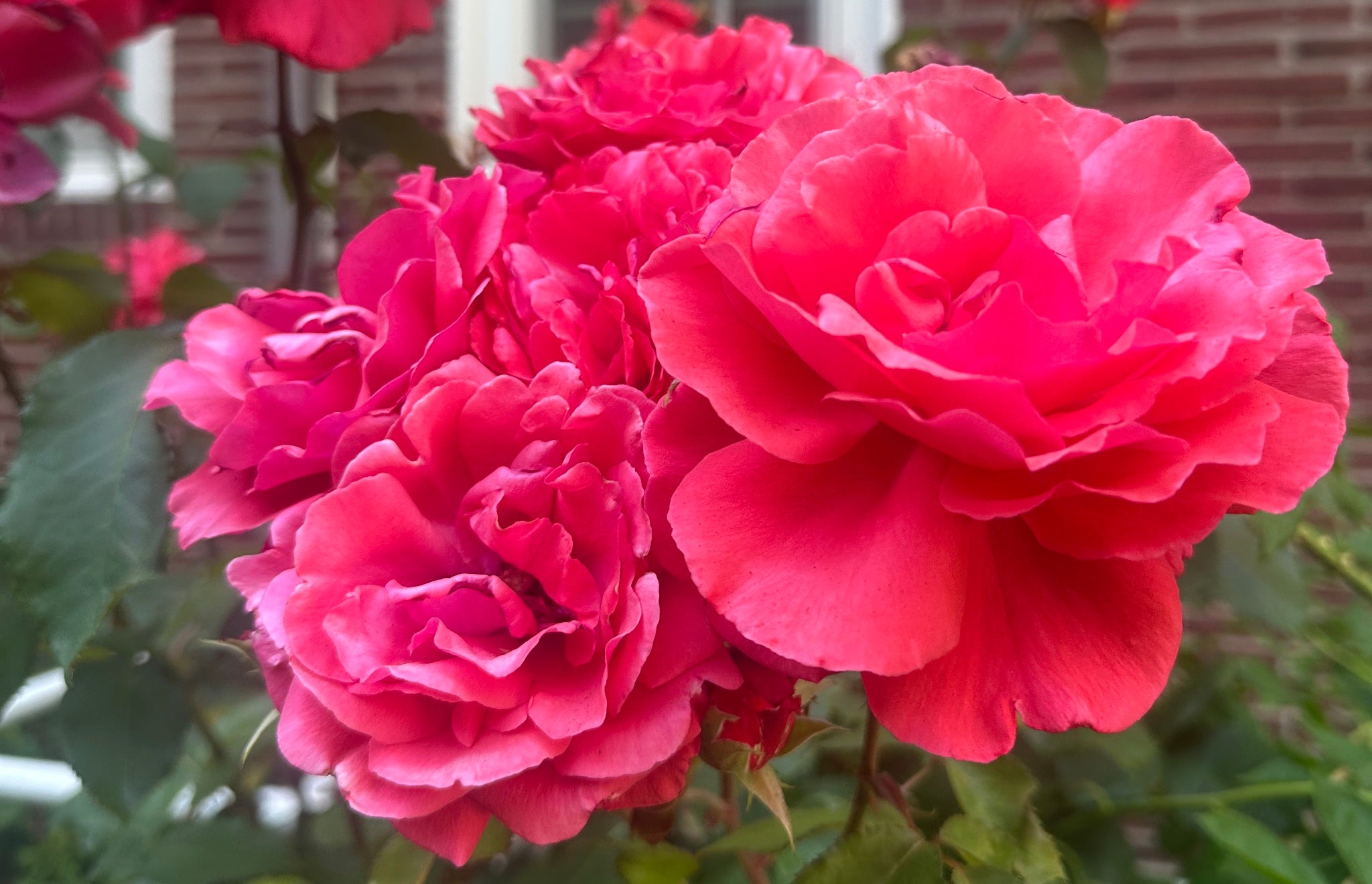 rose_horizontal_50552f7b-7271-4c70-950a-1bb2a898a64f.jpg