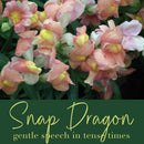 Snapdragon Flower Essence