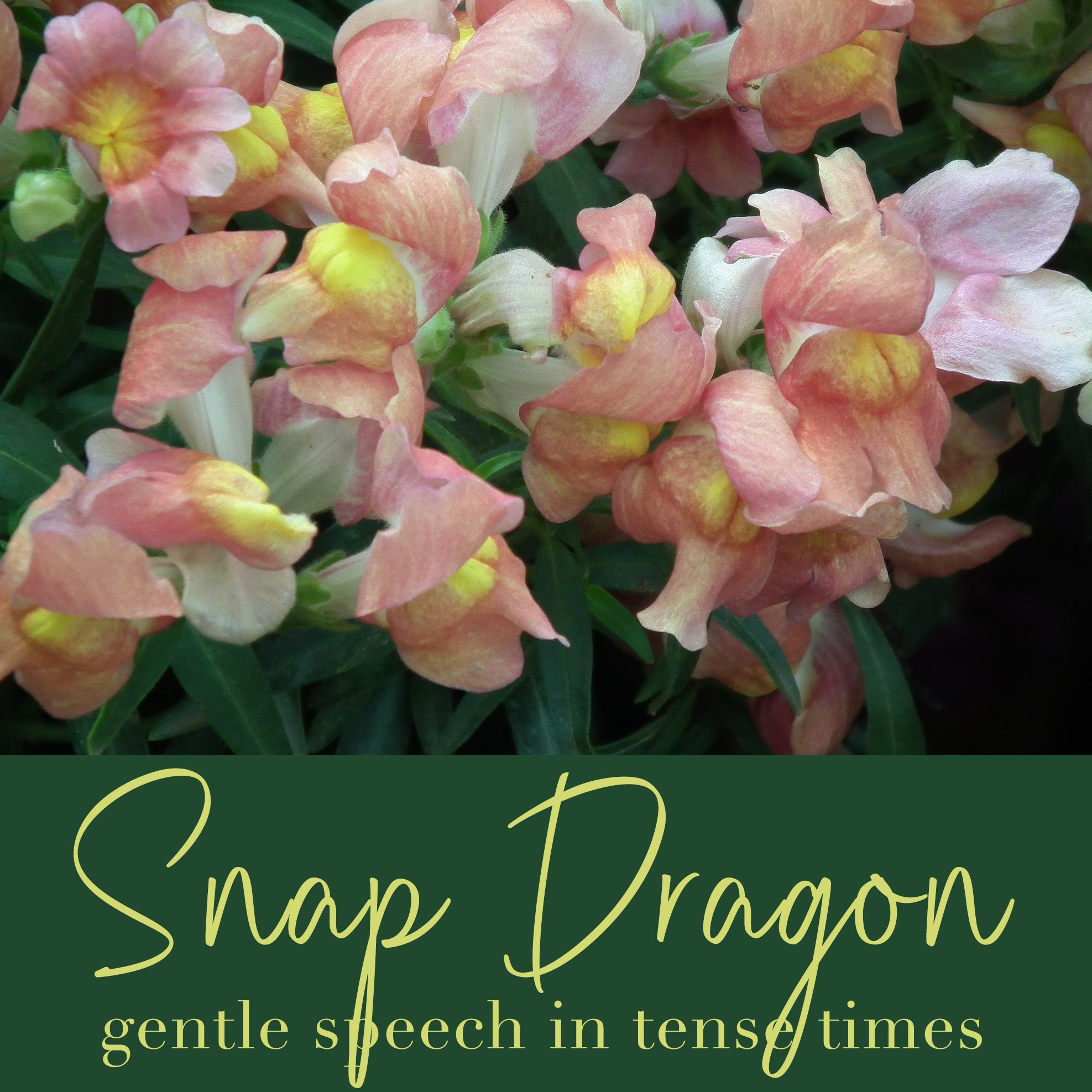 Snapdragon Flower Essence