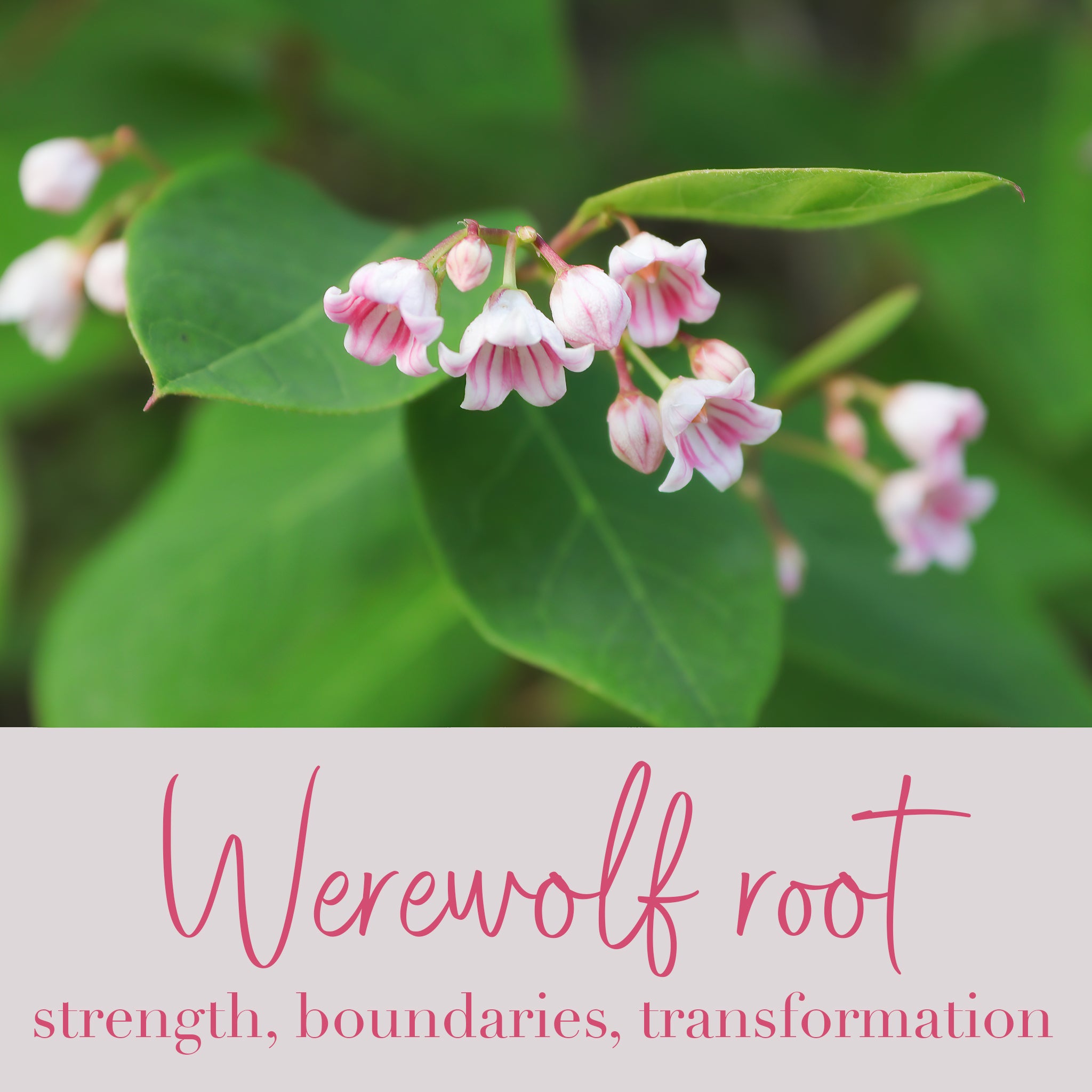 Werewolf Root Flower Essence