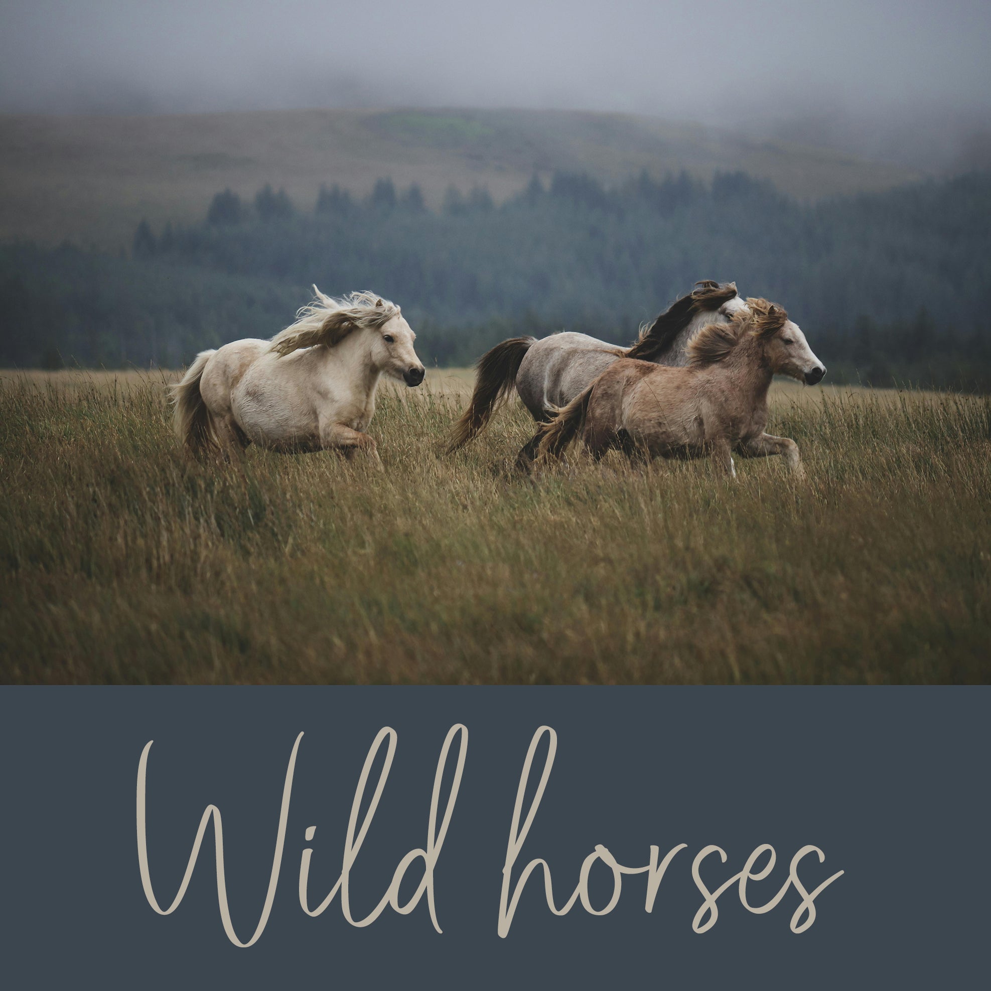 Wild Horses Energy