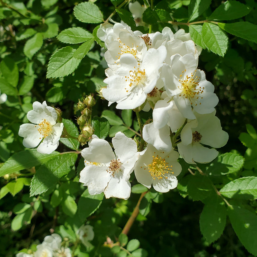 Wild Rose Flower Essence – Brown Bear Herbs