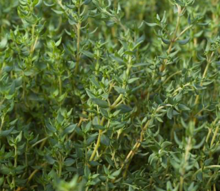 Thyme Tincture